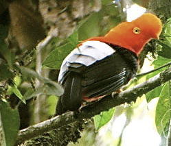 Ecuador Birds